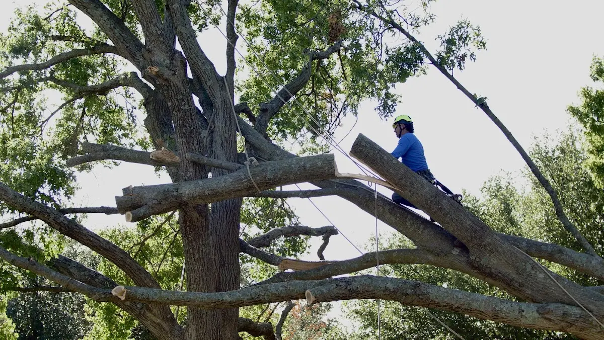 Professional Crown Thinning performed by certified arborists in Poneto