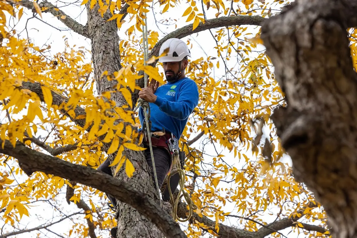 Skilled Tree Pruning crew working in Poneto